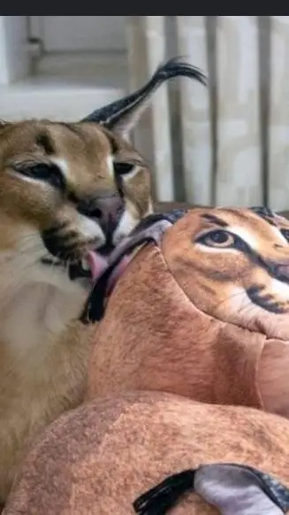 ai character: Floppa background