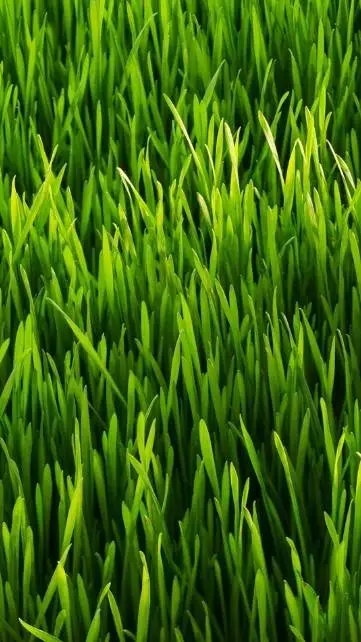 ai character: Grass background