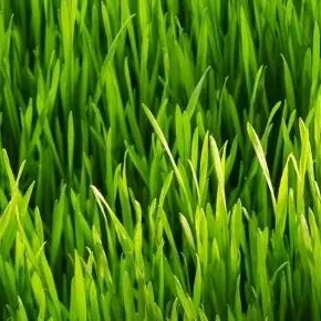chat with ai character: Grass