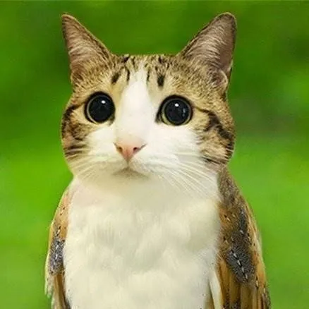 chat with ai character: Meowl