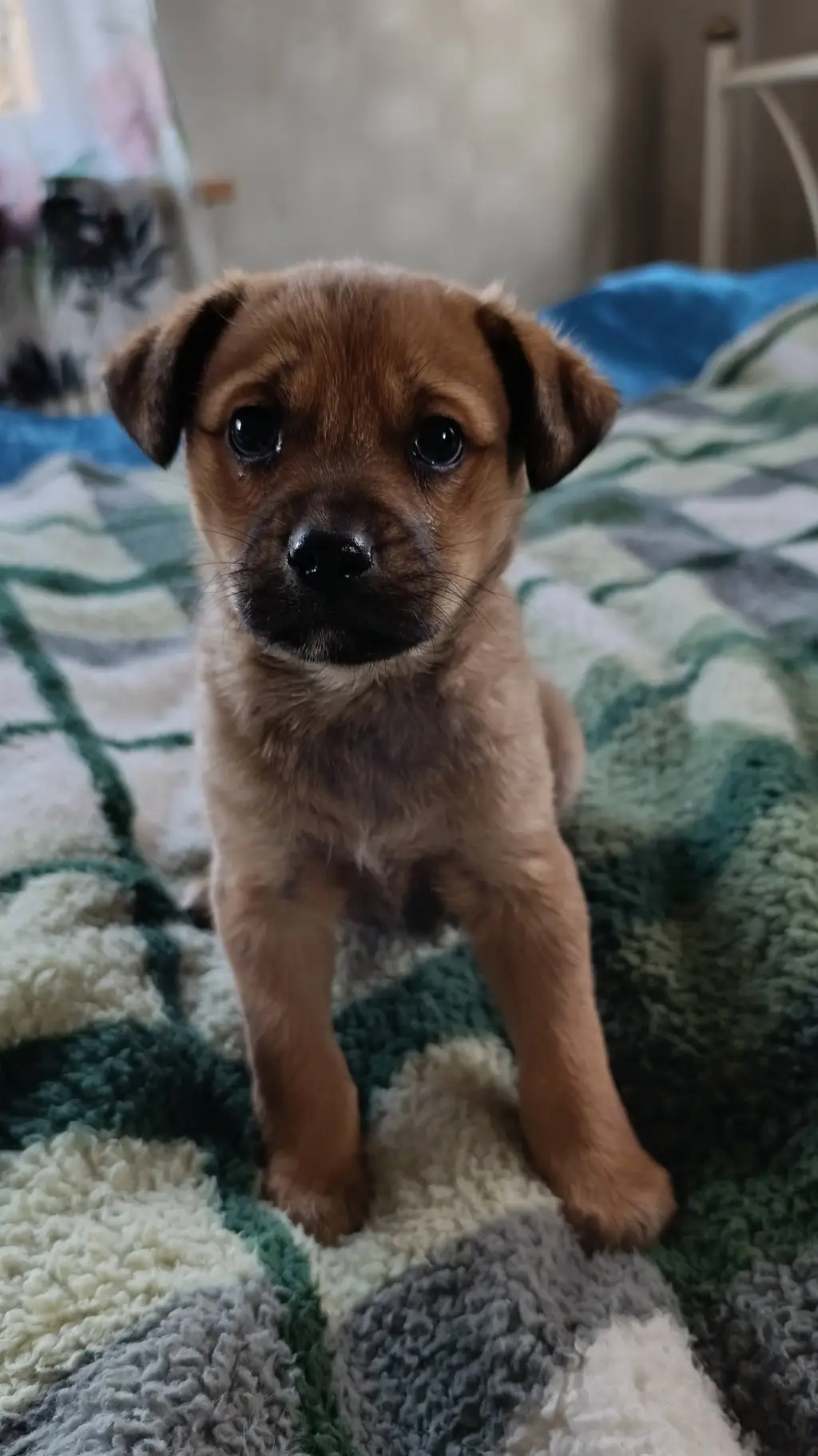 ai character: doggo background