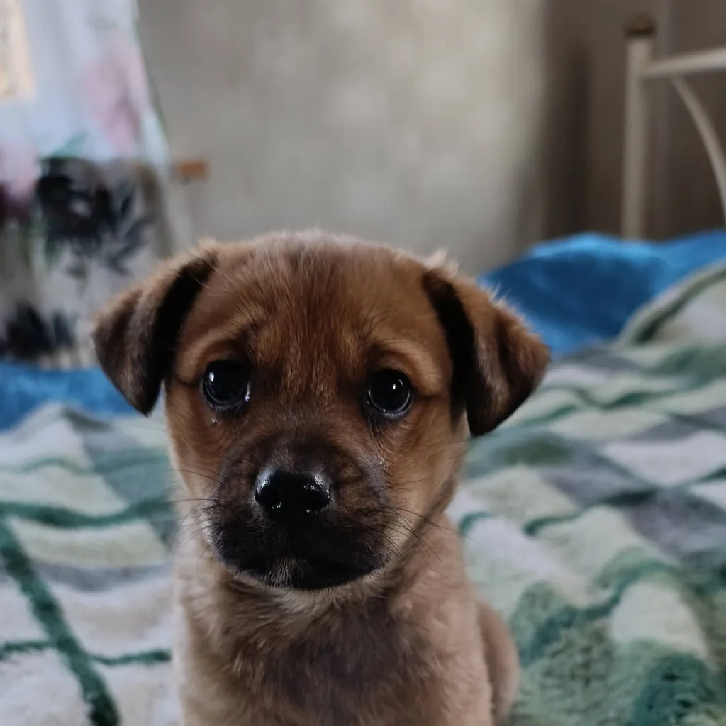 chat with ai character: doggo