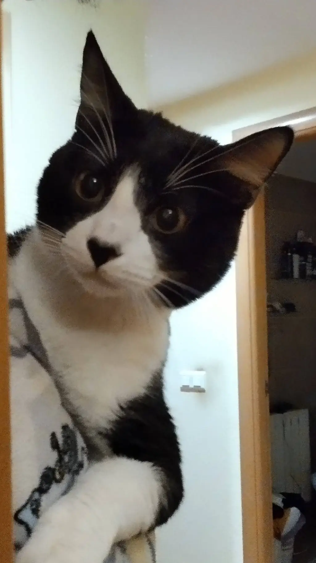 ai character: Panda background