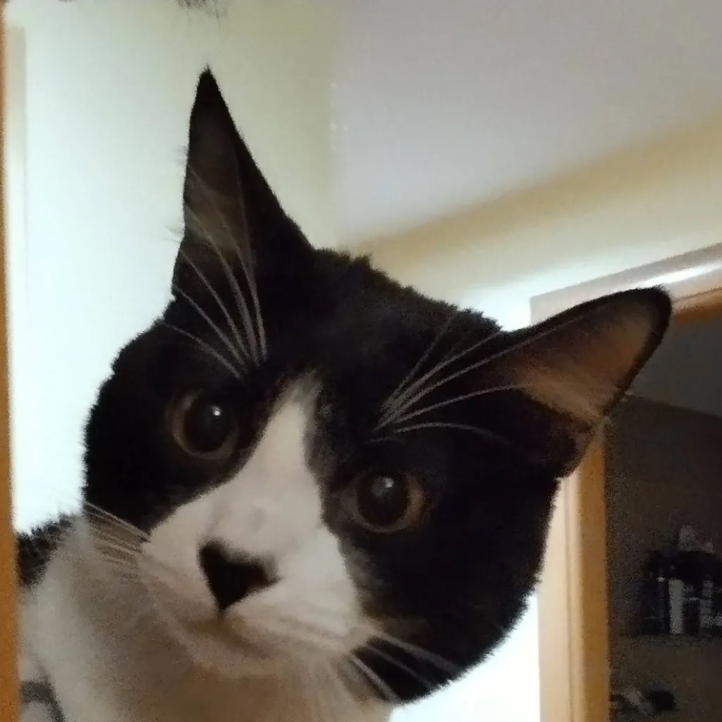 chat with ai character: Panda