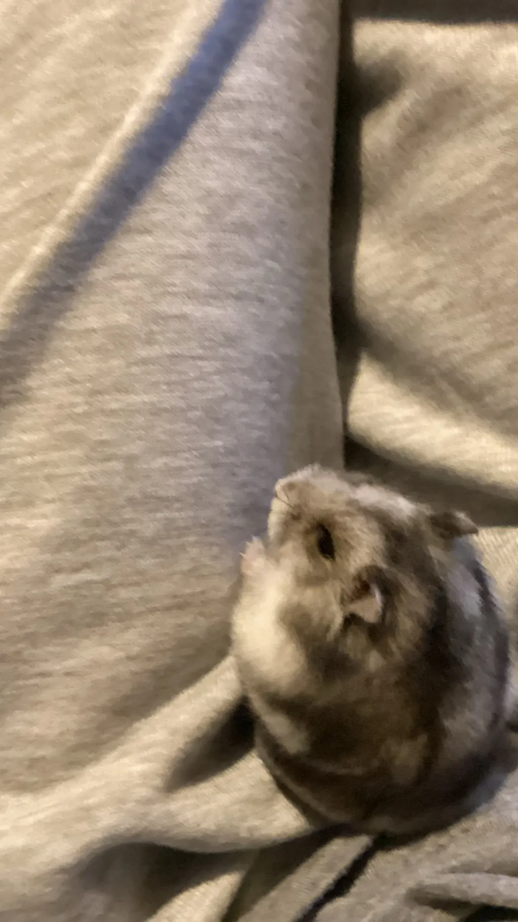 ai character: Rumi Mira Zoey background