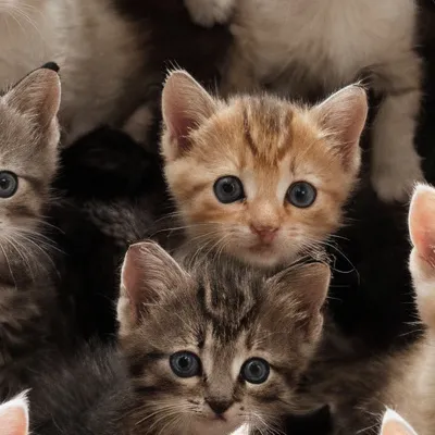 chat with ai character: Adopt a cat 😺