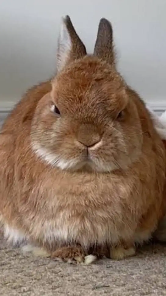 Talkie AI - Chat with he angy