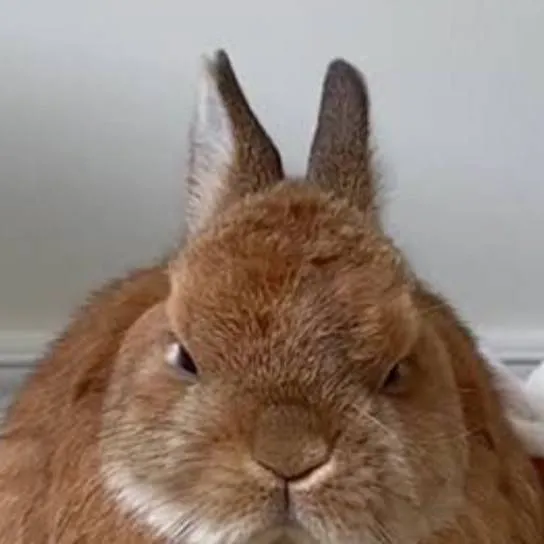 chat with ai character: he angy