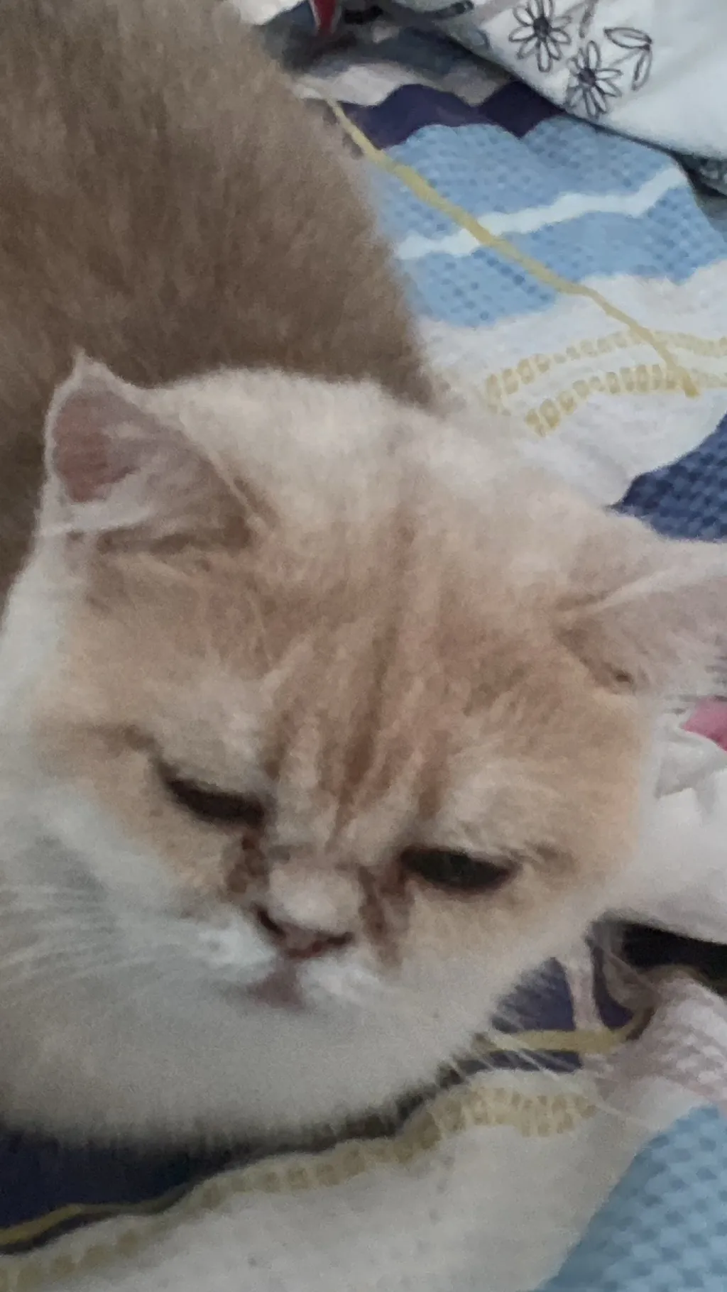 ai character: My cat (Russian) background