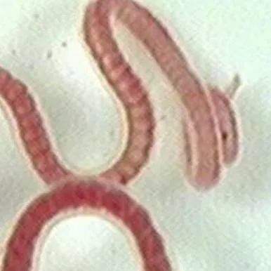 chat with ai character: aquatique worm