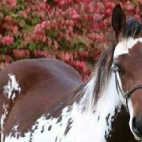 chat with ai character: Angel Dove Ranch