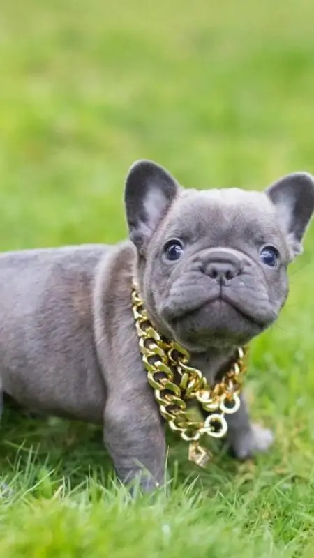 ai character: school background