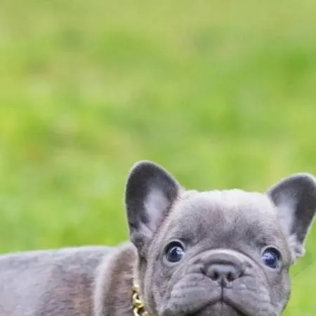 chat with ai character: school