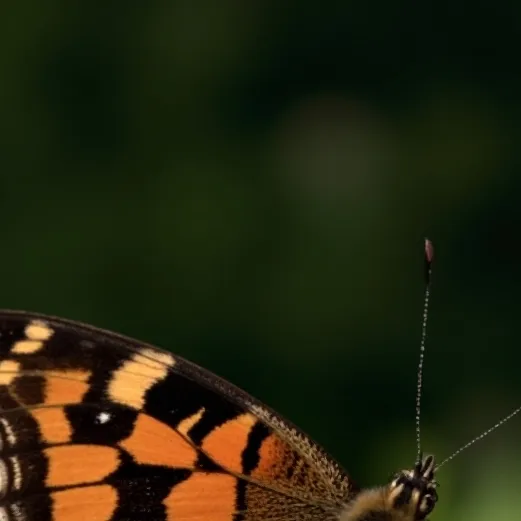 chat with ai character: lessons