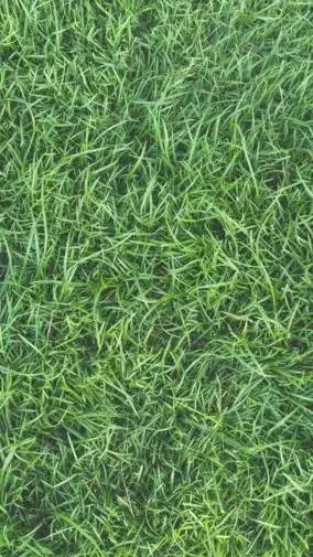 ai character: Divagrass background