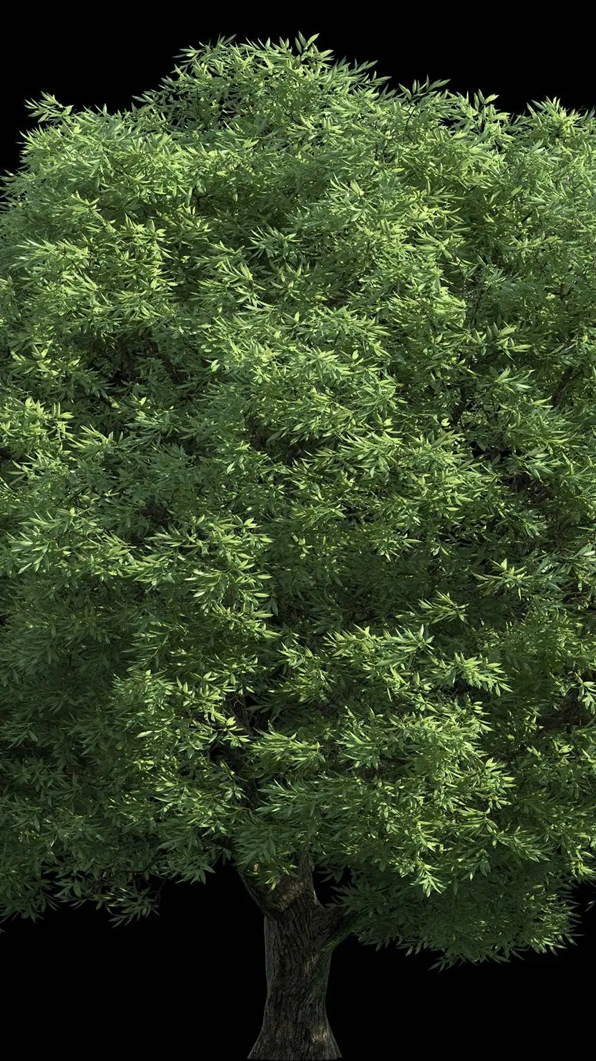 ai character: Treegal background