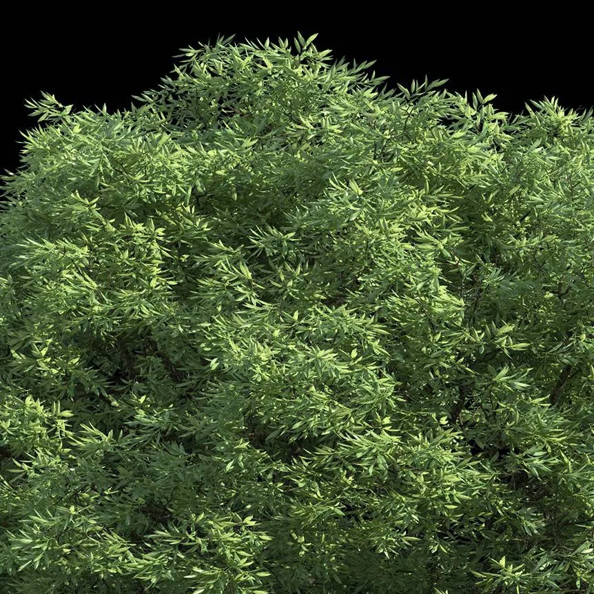 chat with ai character: Treegal