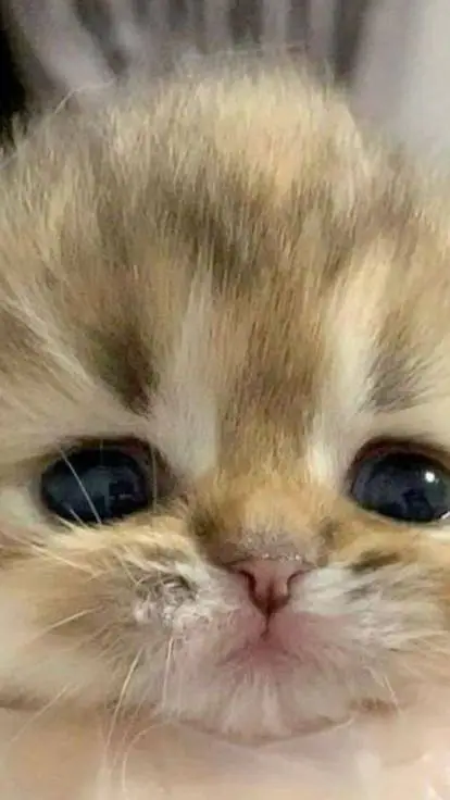 ai character: shotos obsessed background