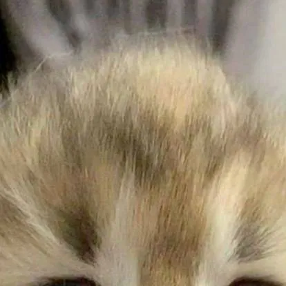 chat with ai character: shotos obsessed