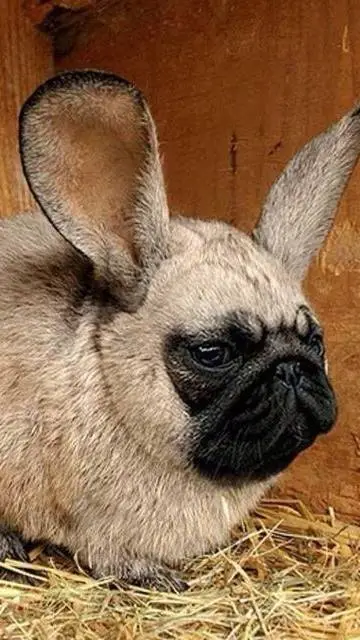 ai character: Fpe ! :3 background