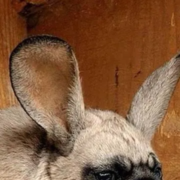 chat with ai character: Fpe ! :3