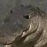 chat with ai character: Greg👍