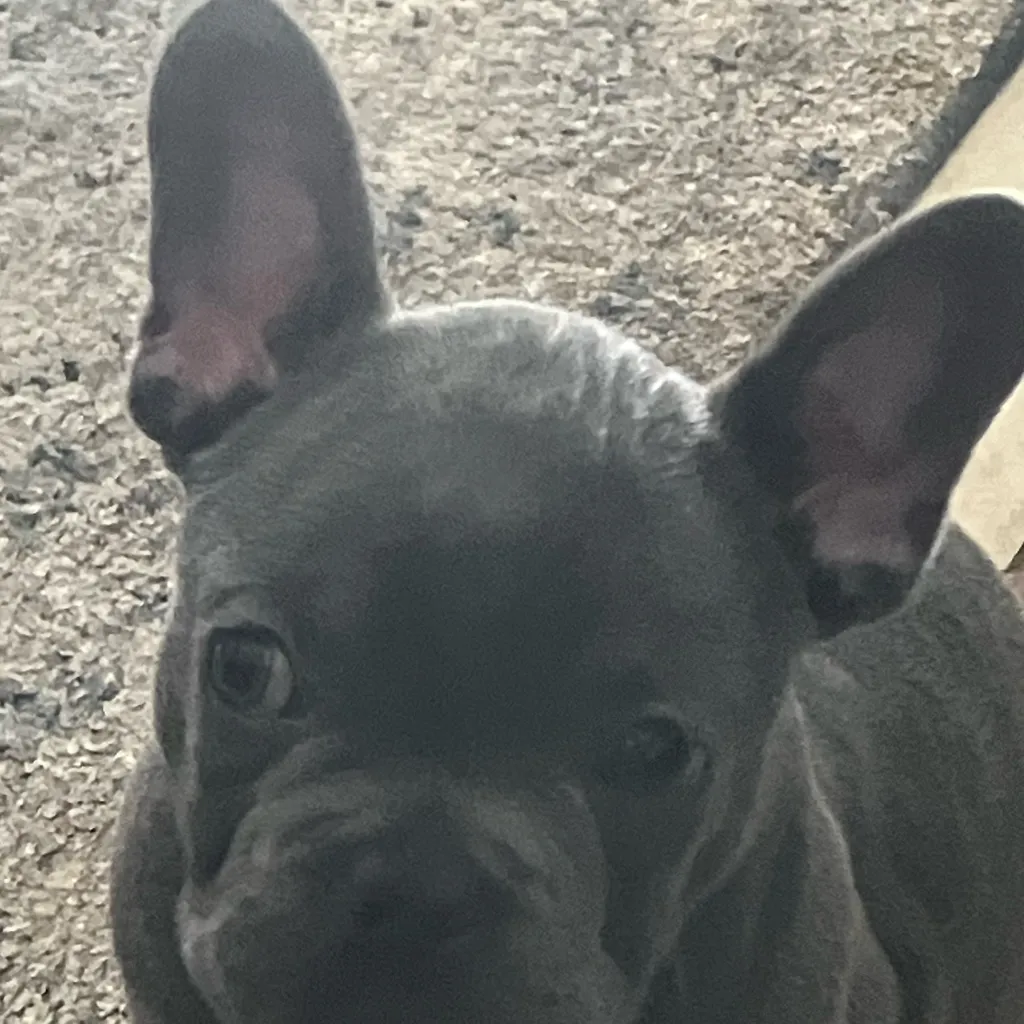 chat with ai character: Family 