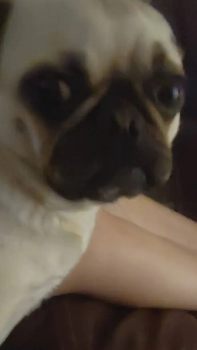 ai character: Fiona (MY DOG)  background