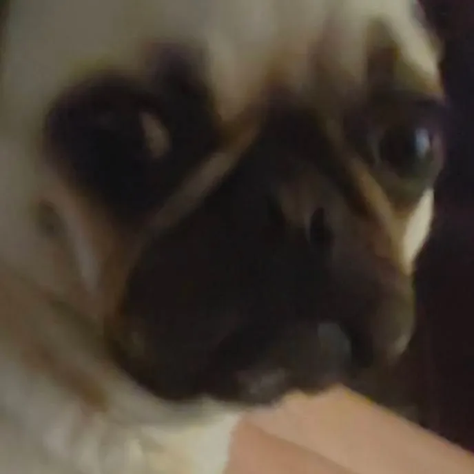 chat with ai character: Fiona (MY DOG) 