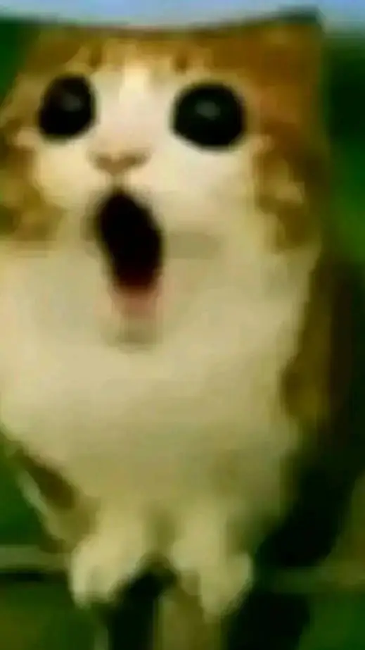 ai character: meowl background