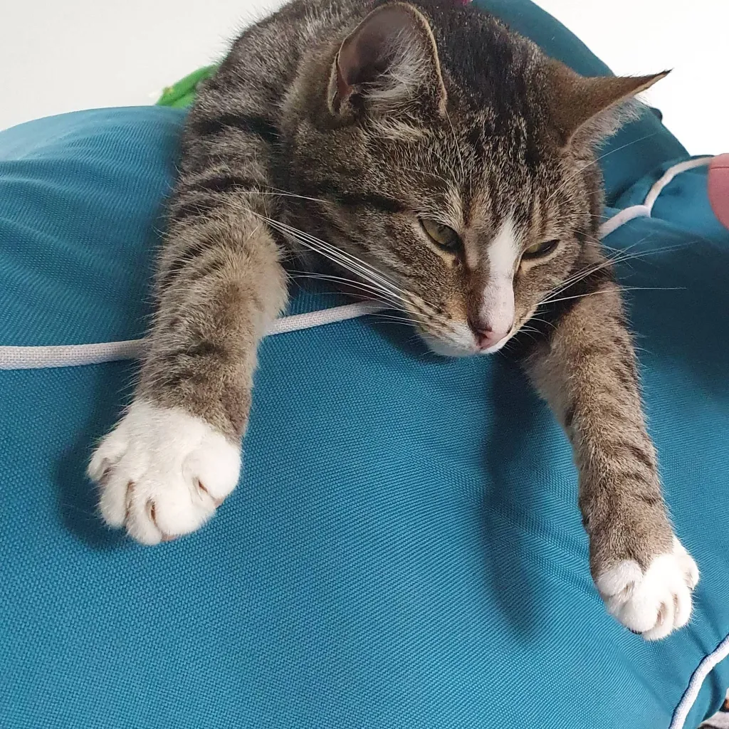 chat with ai character: fpe loves you