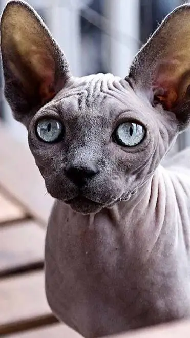 Talkie AI - Chat with Sphynx cat