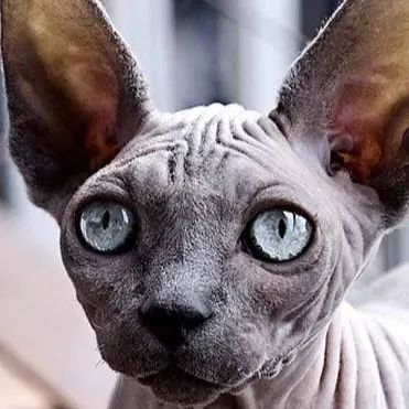 chat with ai character: Sphynx cat