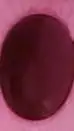 Talkie AI - Chat with Countryhumans
