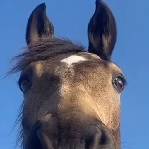 chat with ai character: Uhm