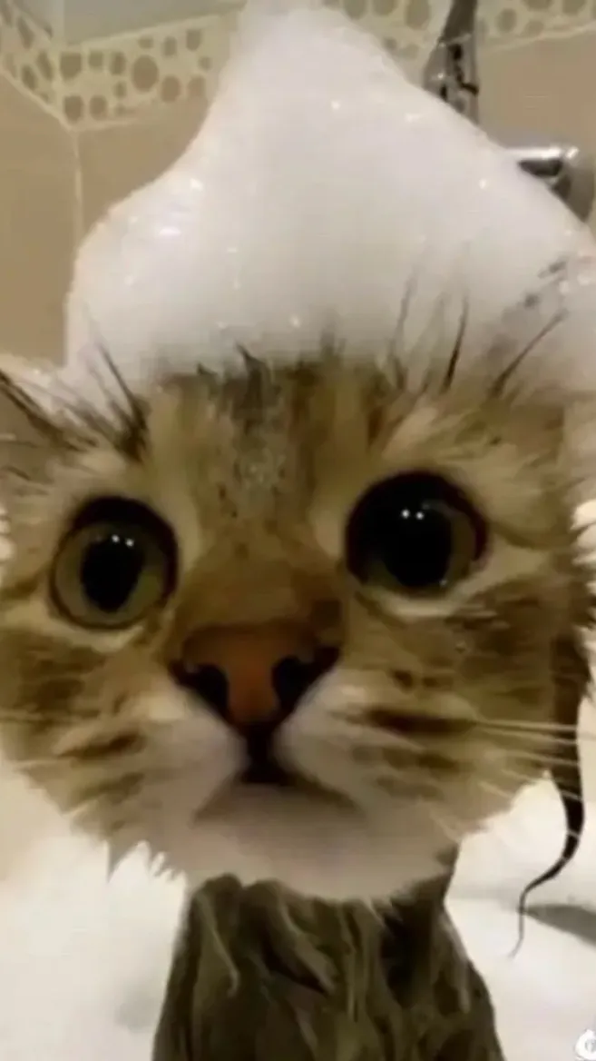 ai character: You eat vee?! background