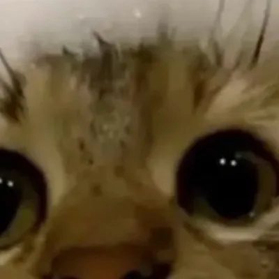 chat with ai character: You eat vee?!