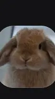 ai character: bunni :D background