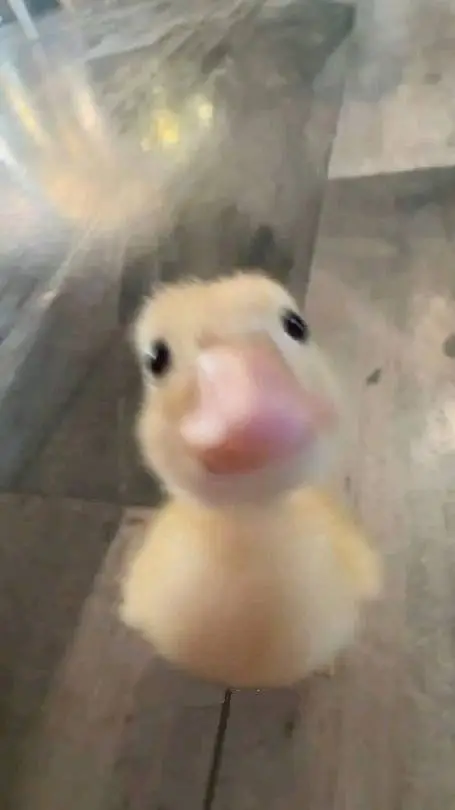 ai character: bp x straykids  background