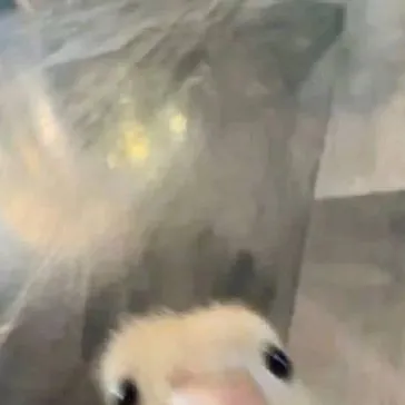 chat with ai character: bp x straykids 