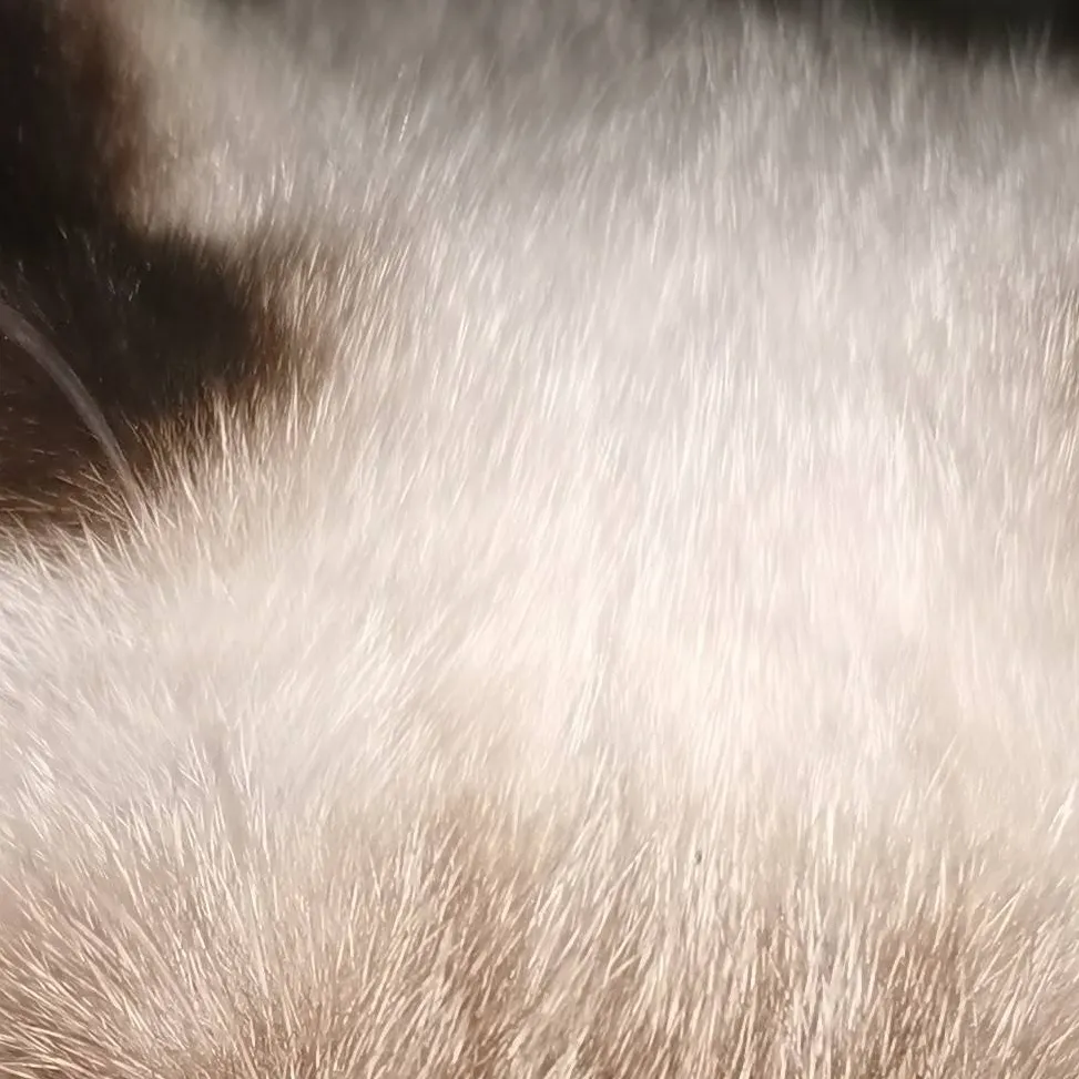 chat with ai character: My cat oreo