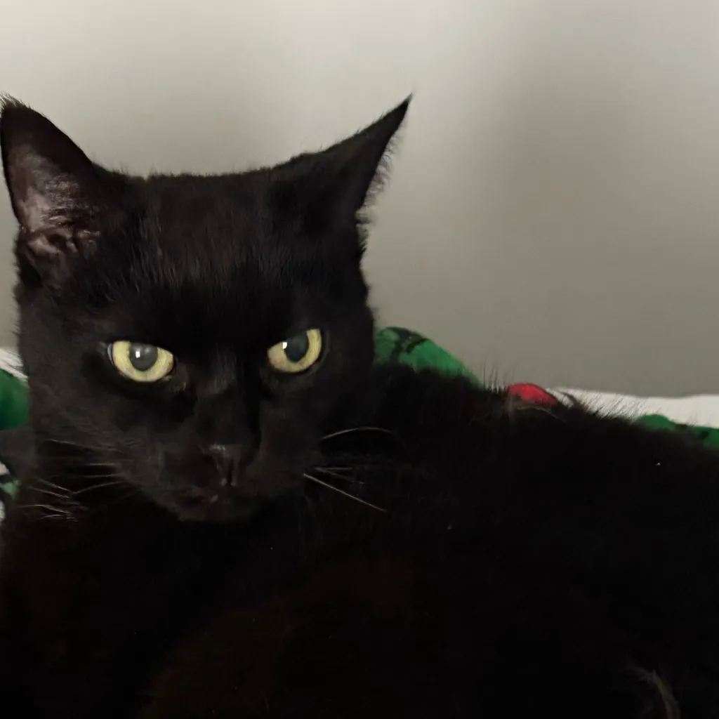 chat with ai character: Guess who’s back 