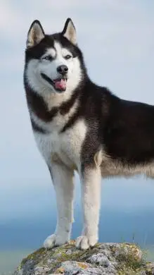 ai character: Dog Breed Daycare background