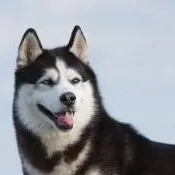 chat with ai character: Dog Breed Daycare