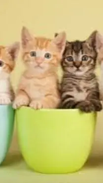 ai character: Mama Cat&Baby Cat background