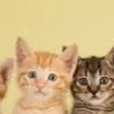 chat with ai character: Mama Cat&Baby Cat