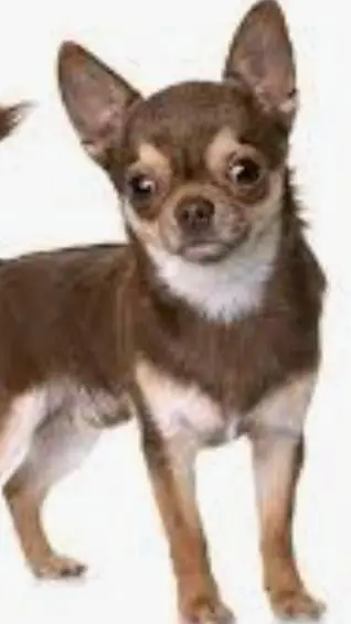 ai character: Chihuahua background