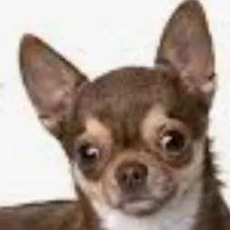 chat with ai character: Chihuahua
