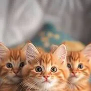 chat with ai character: Kittens
