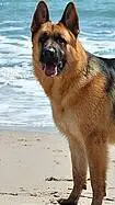 ai character: German Shepherd  background